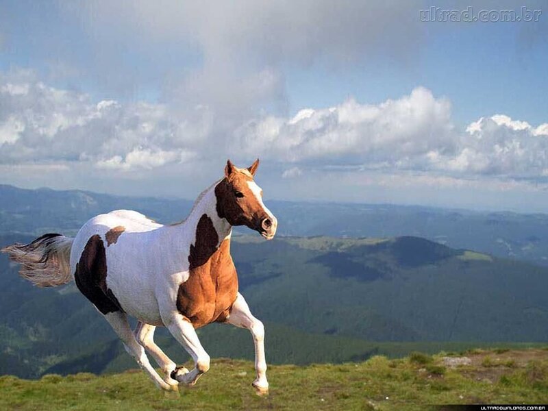 horse running on mountain
