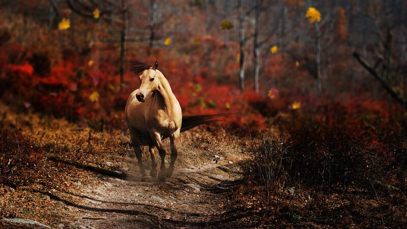 Horse Running on Path — Brown, Dramatic