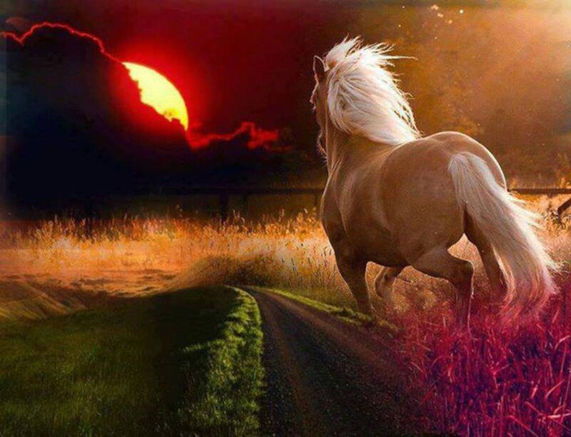 Horse Running on Road — Red