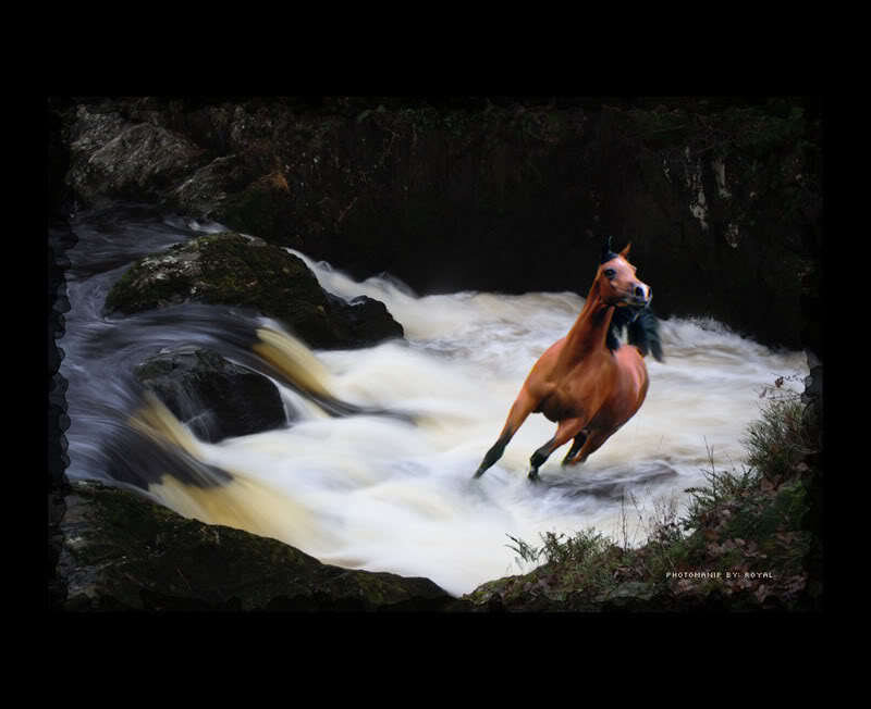 horse running through a river