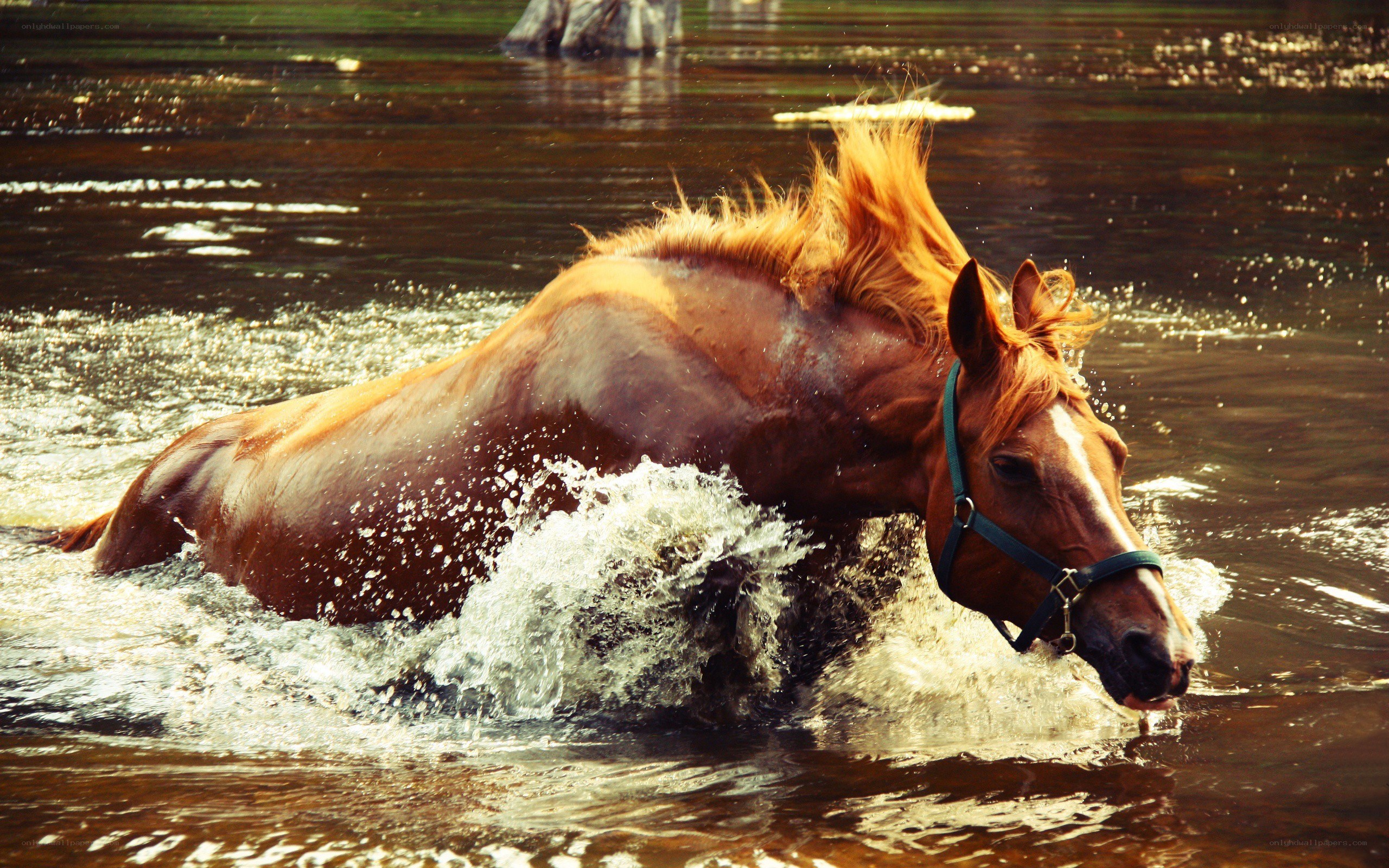 horse running through water