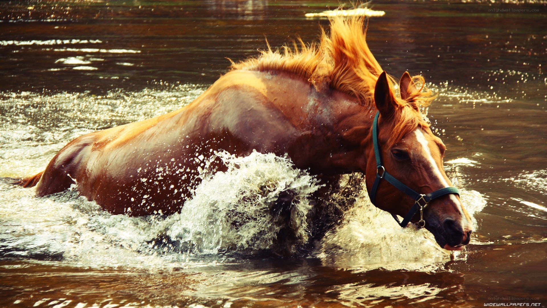 horse running through water