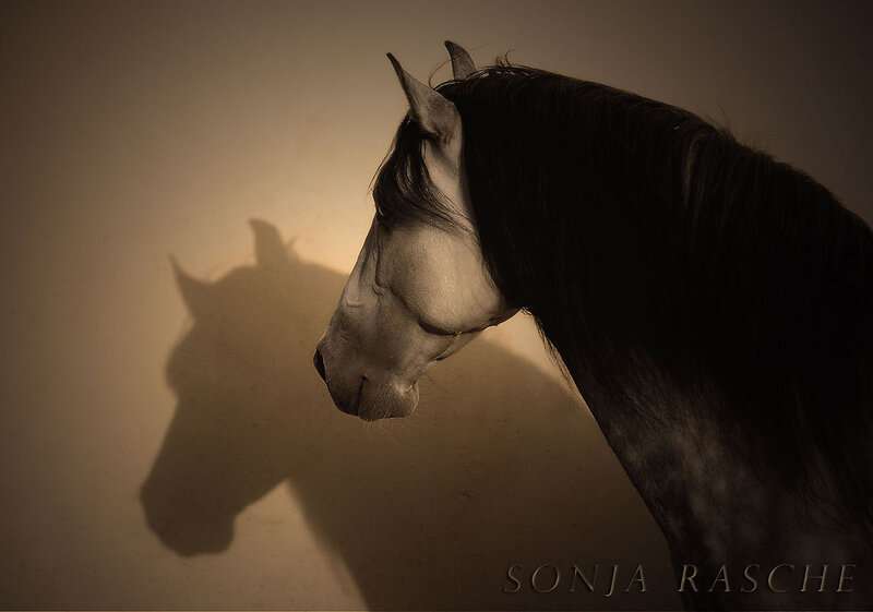 horse shadow portrait