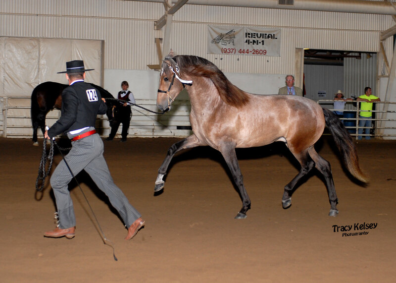 Horse show performance