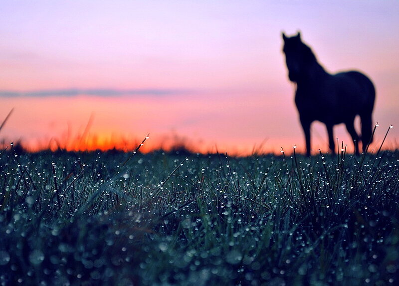 Horse Silhouette at Dawn