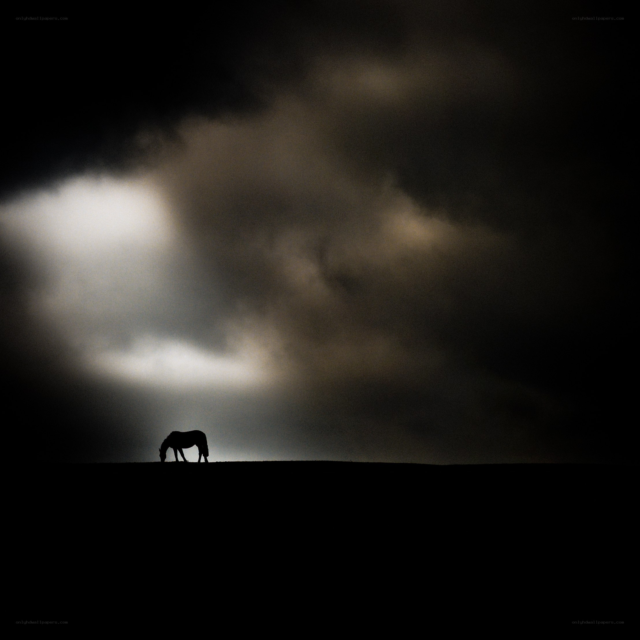 horse silhouette at dusk