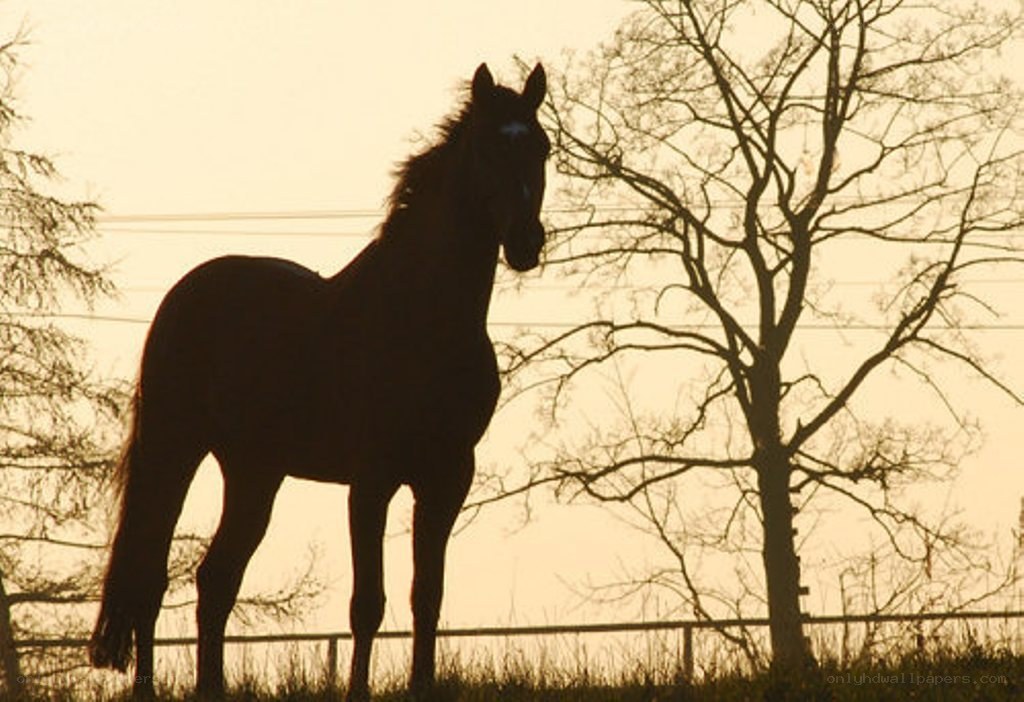 horse silhouette at sunset