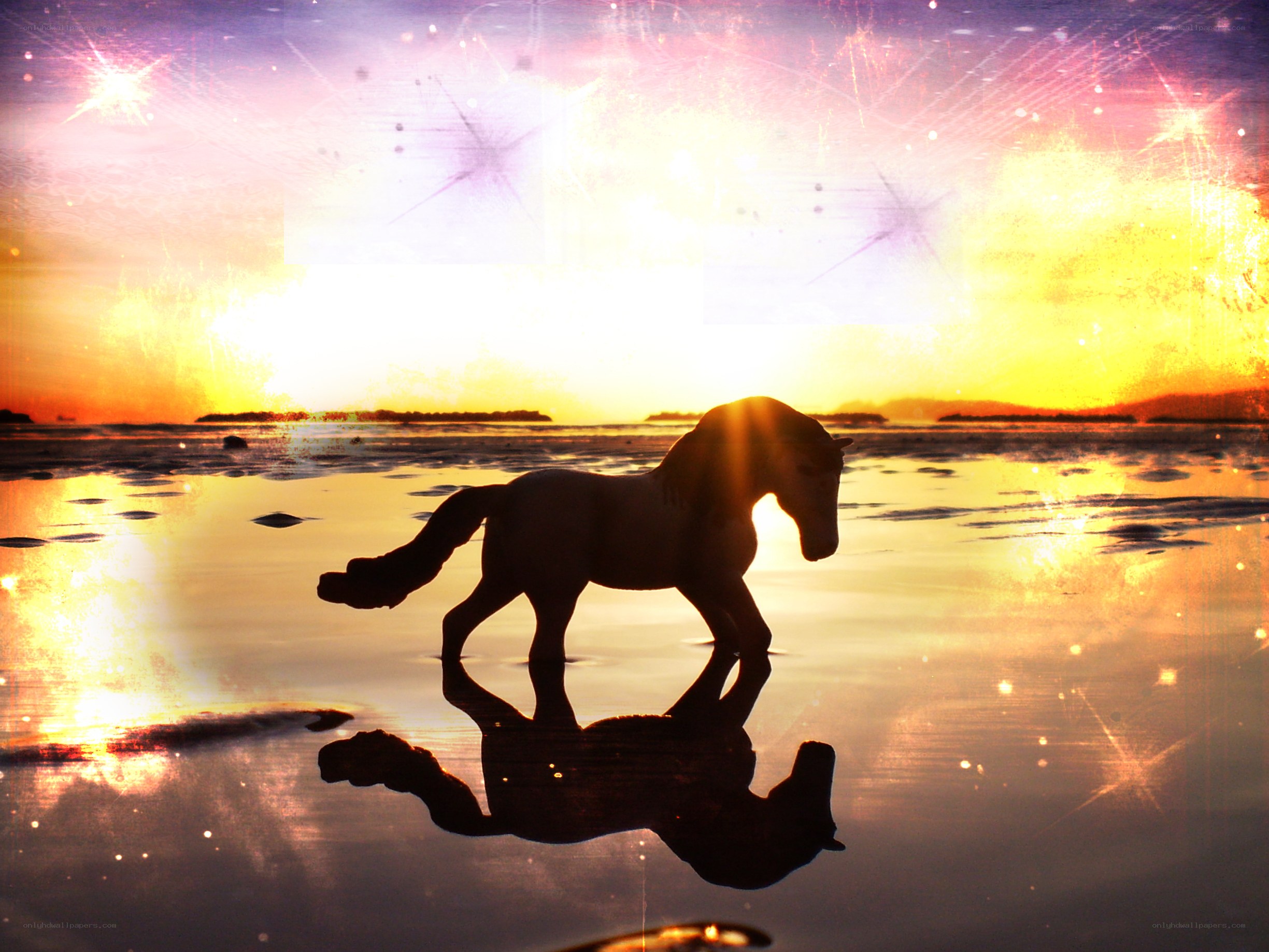 horse silhouette at sunset
