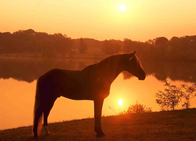 Horse Silhouette at Sunset — Orange, Serene