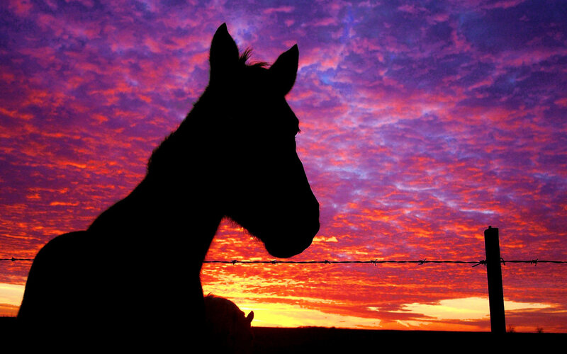 Horse Silhouette at Sunset