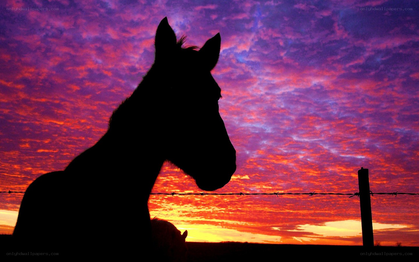 Horse Silhouette at Sunset