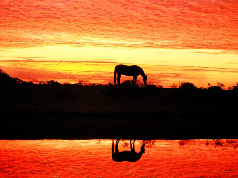 Horse Silhouette — Red