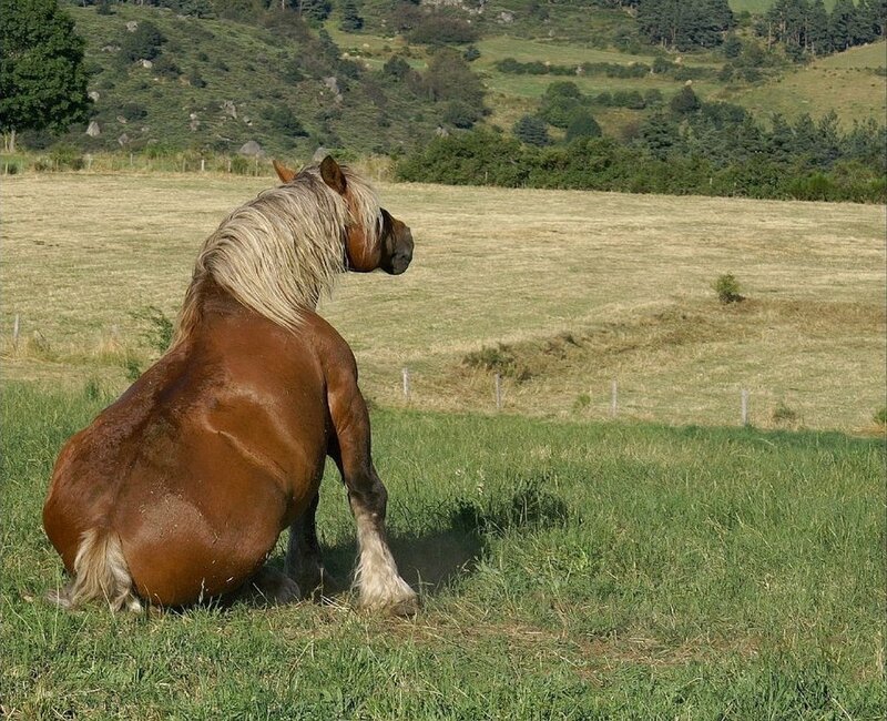 horse sitting in a field