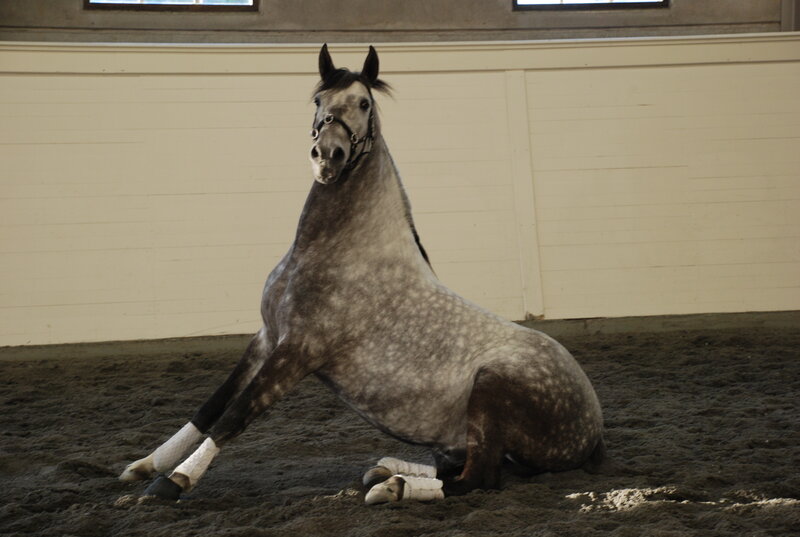 horse sitting in an indoor arena