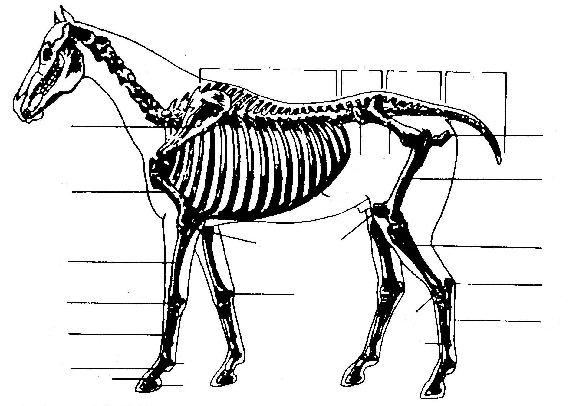 horse skeleton diagram