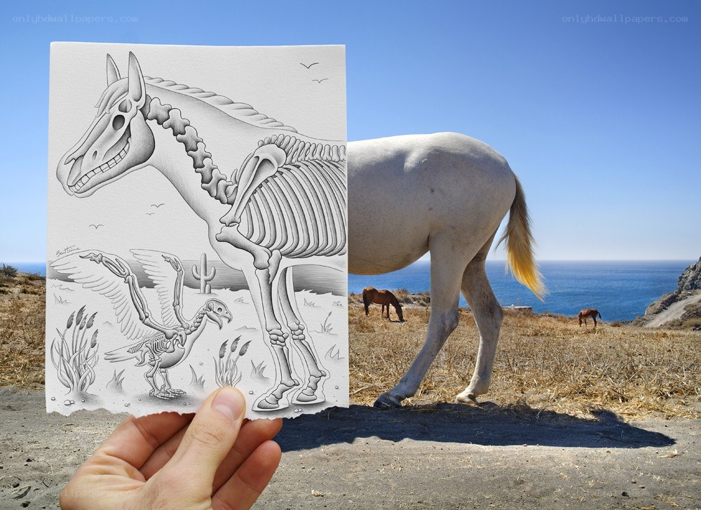 Horse skeleton drawing with real horse