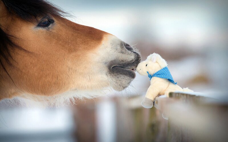 Horse Sniffing Toy