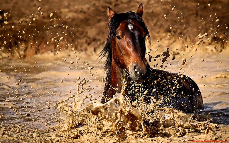 horse splashing in muddy water