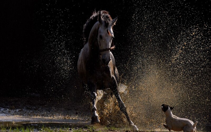 Horse Splashing in Water — Black