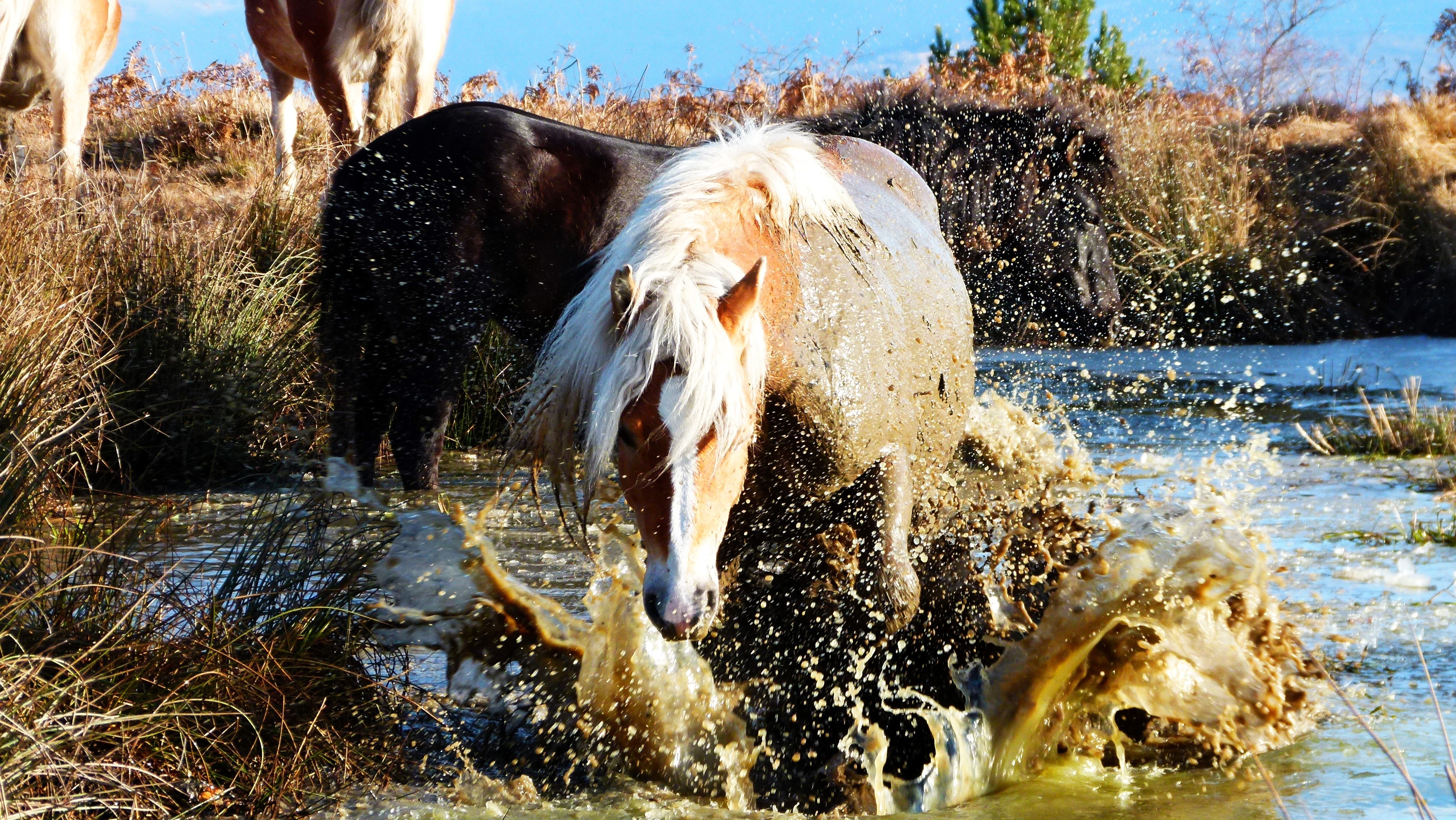 Horse splashing in water