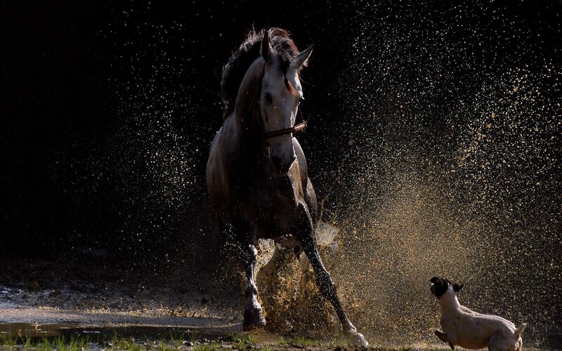 Horse Splashing Water
