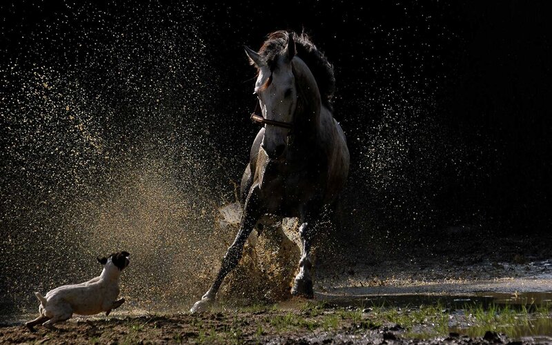 Horse splashing water with dog