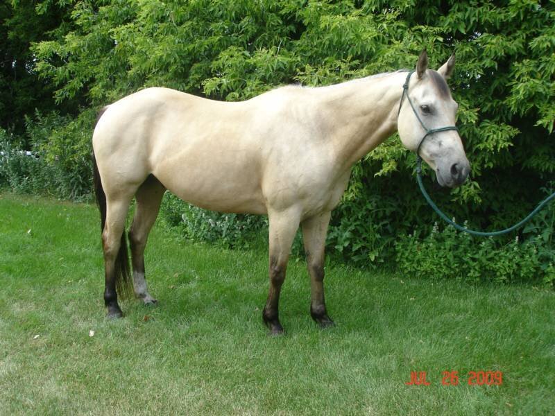 horse standing in grass