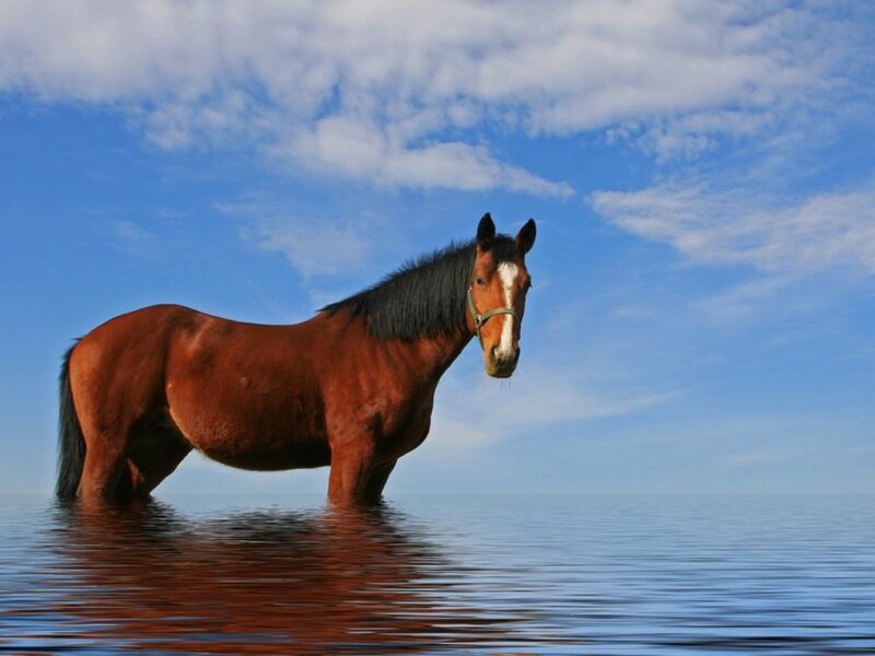 horse standing in water