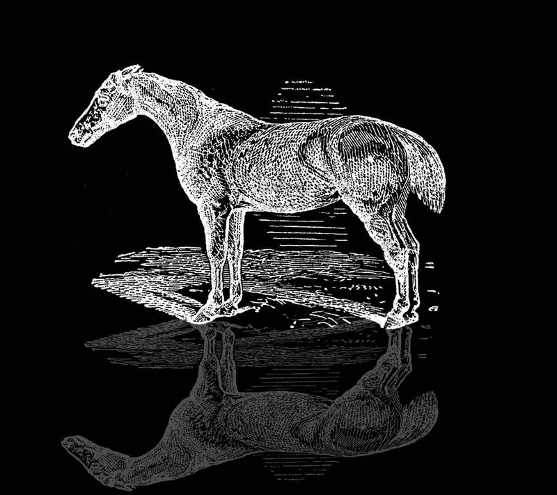 Horse Standing