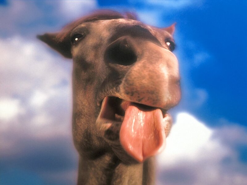 Horse Sticking Out Tongue