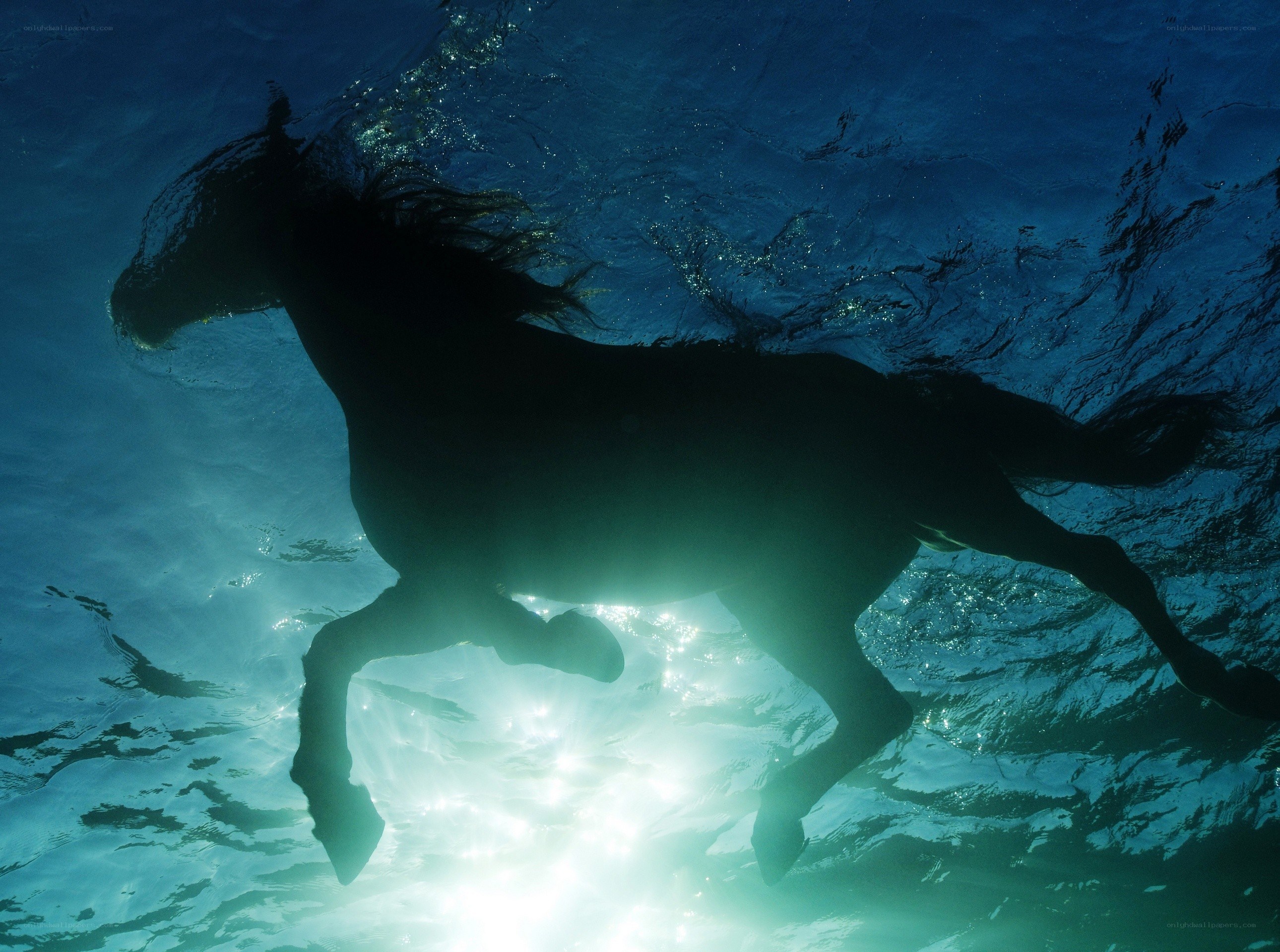 horse swimming underwater
