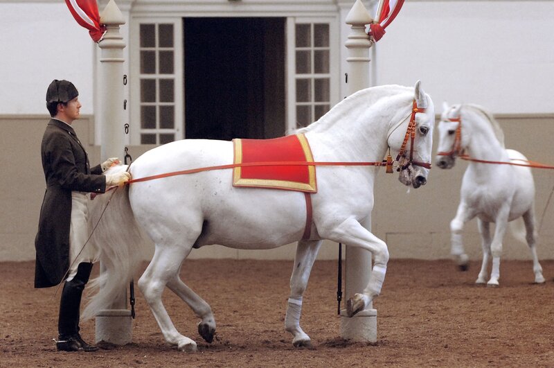 Horse training in arena