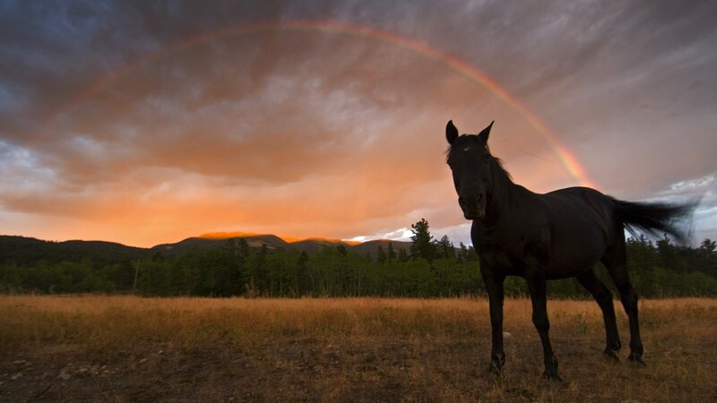 Horse under a rainbow
