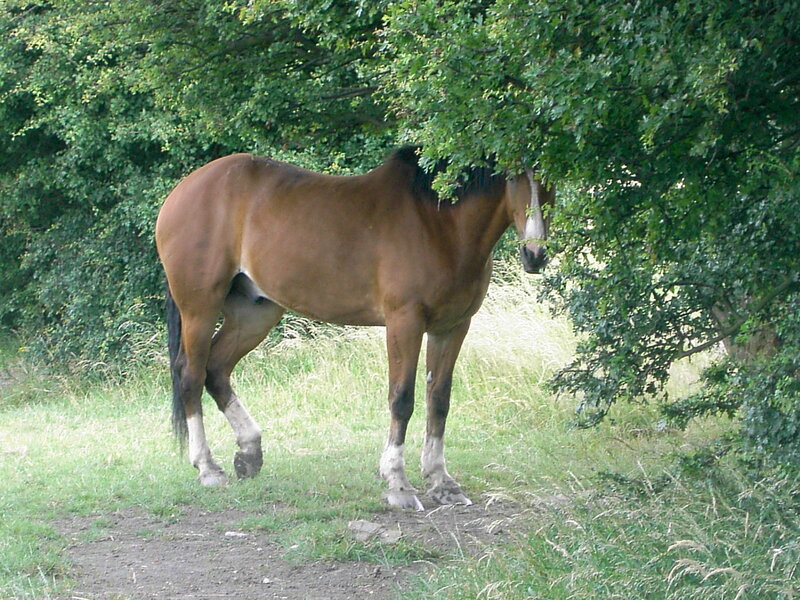 horse under a tree