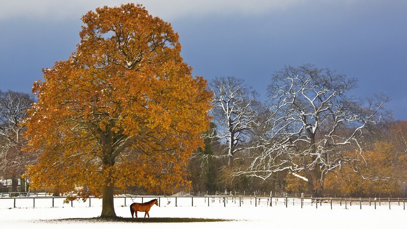 Horse under autumn tree in snow