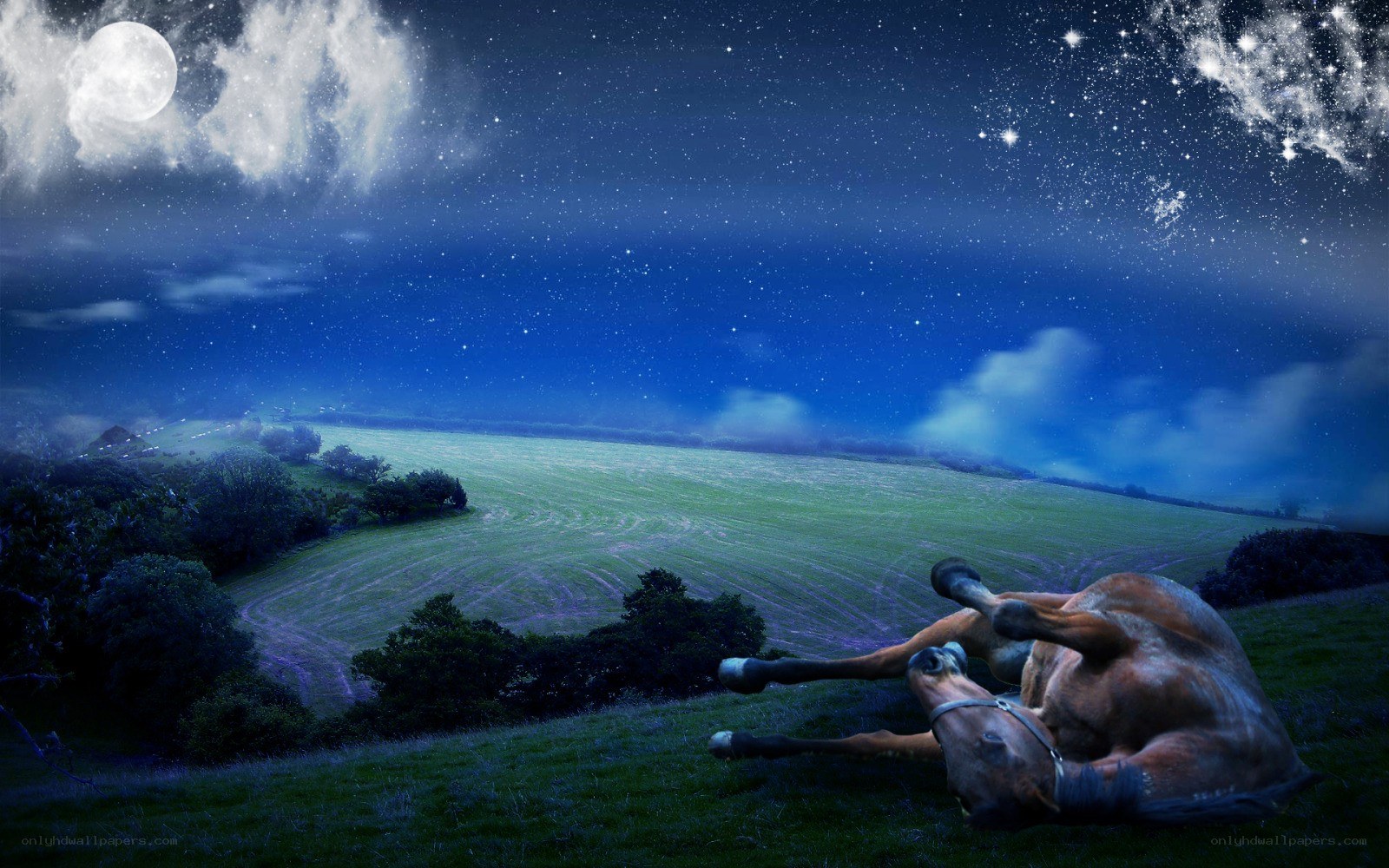Horse under starry night sky