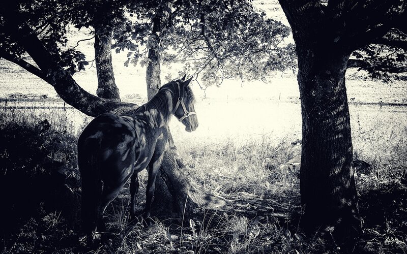Horse under Trees