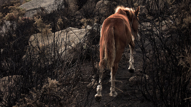 Horse Walking Through Brush