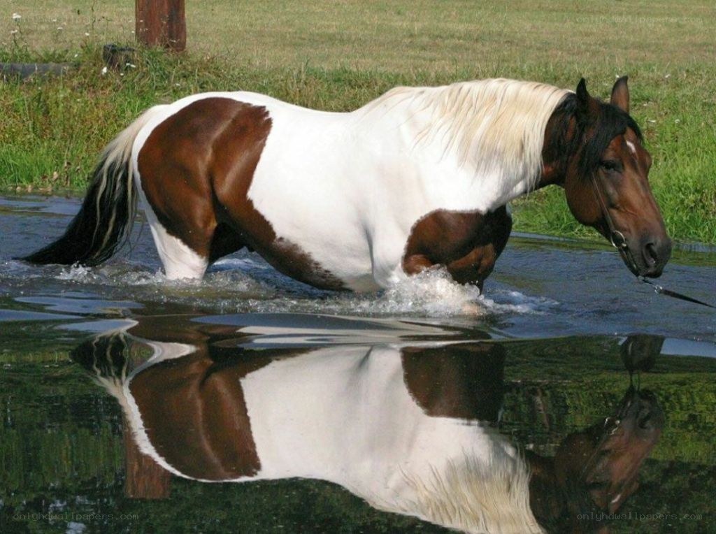horse walking through water