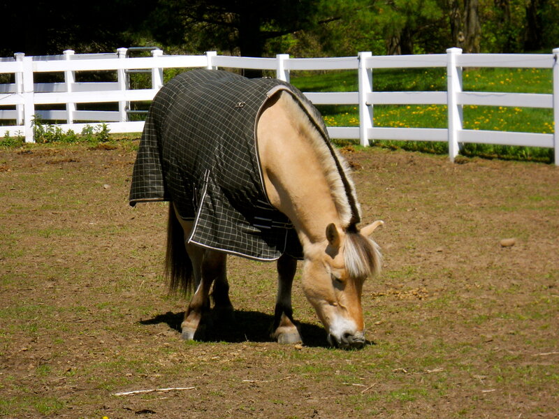 Horse Wearing Blanket