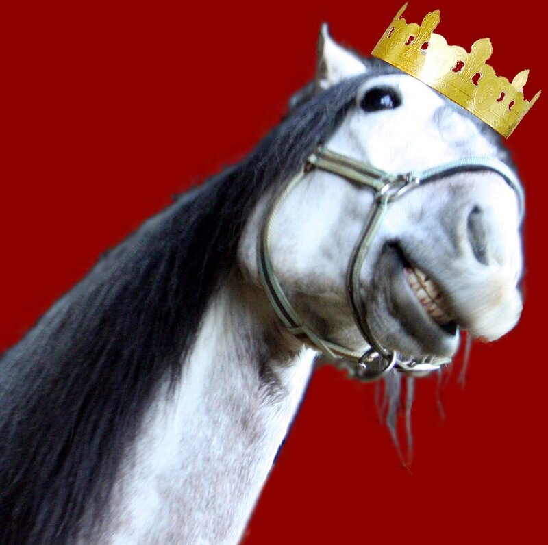 Horse Wearing Crown