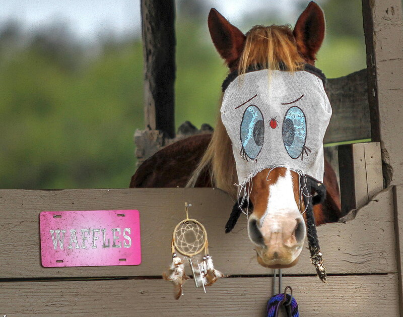 Horse Wearing Mask