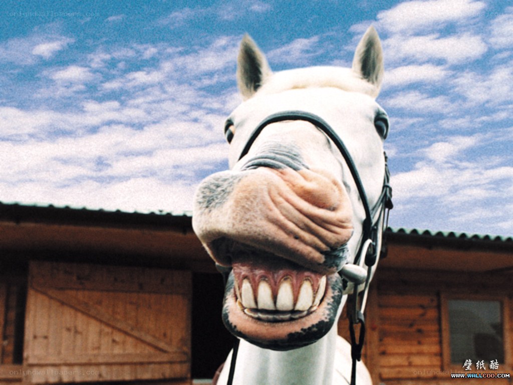 horse with a big smile