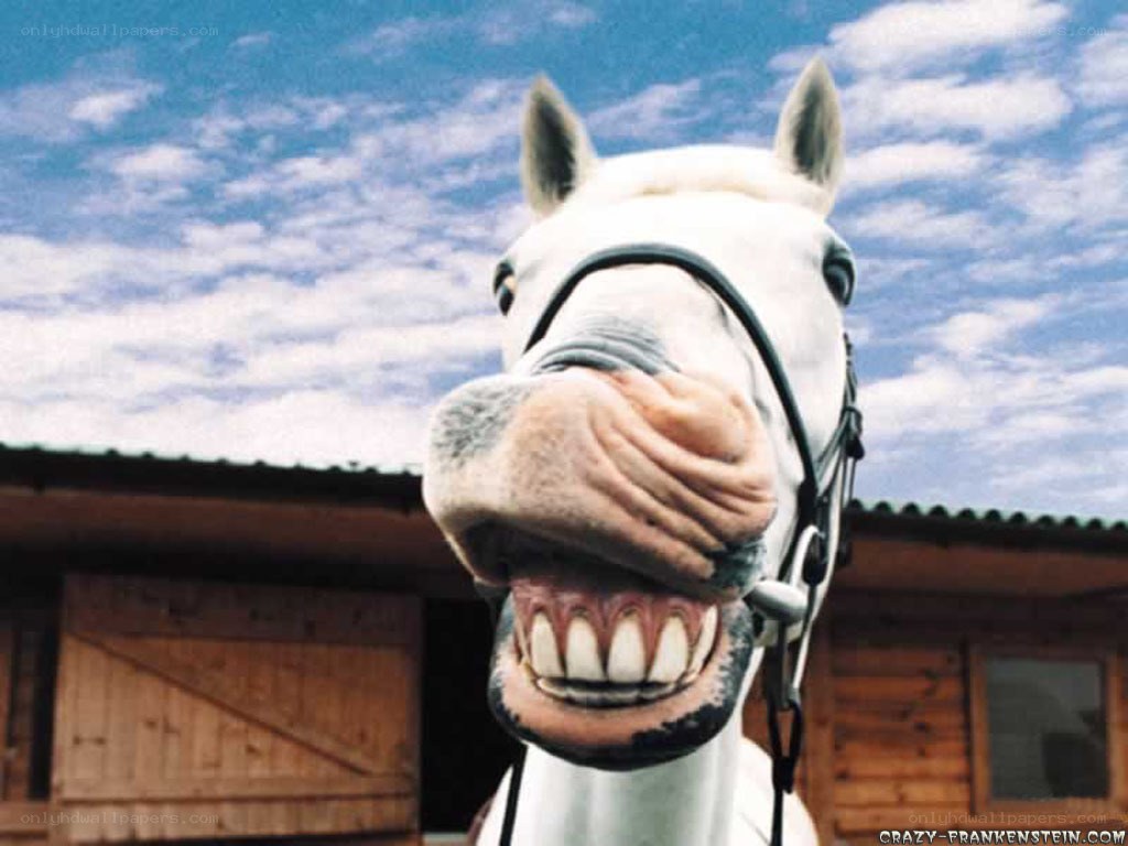horse with a big smile