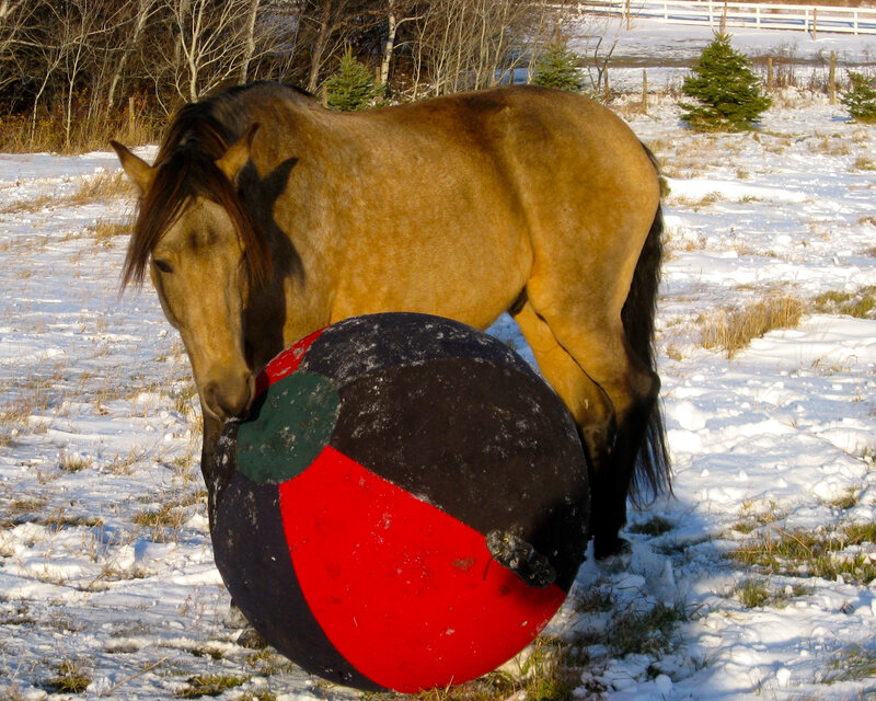 Horse with Ball
