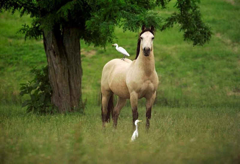 Horse with Birds — Green, Serene