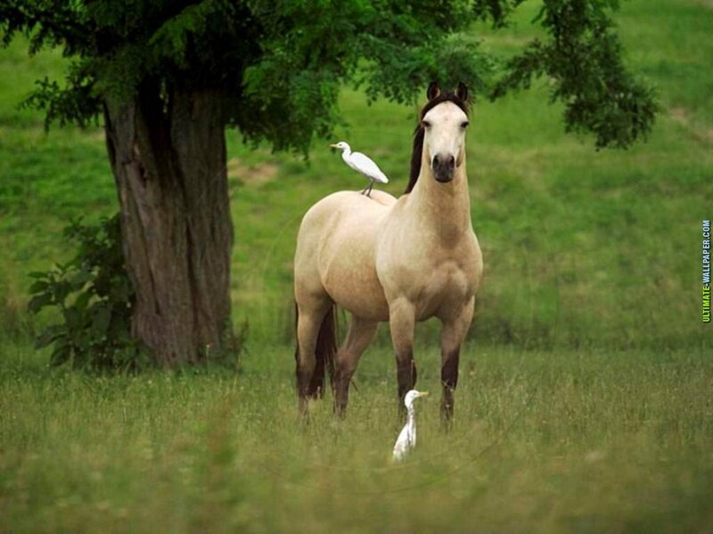 Horse with Birds — Green