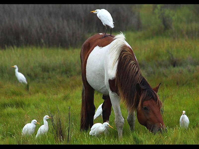 Horse with Birds