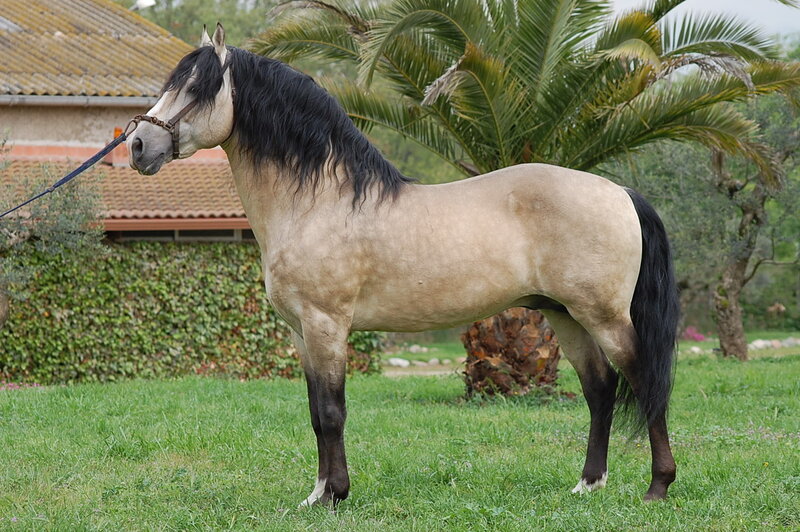 horse with black mane