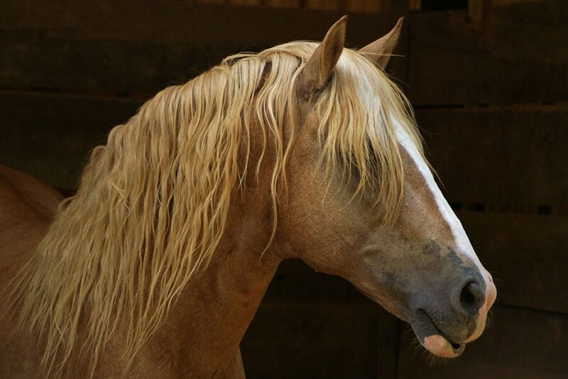 Horse with Blonde Mane — Brown
